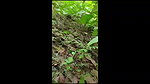 Aunty showing her nude body  fuck in the forest