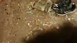 Girl Blowjob in her own birthday party