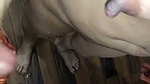 shaved pussy newly married wife fucked