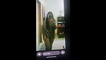 Bengali Bigbooby Cheater Girl