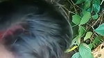 Desi indian sex video 3