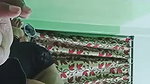 Shy Wife Sucking Husband Dick