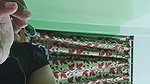 Shy Wife Sucking Husband Dick