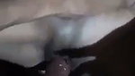 Bhabhi Hard Fucking with neighbor boy