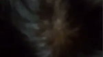 Bhabhi giving Blowjob to his husband
