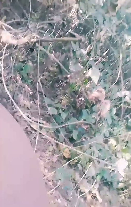 Hijab girl fucking Doggy Blowjob