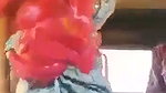 sex in tempo