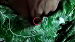 Ritika tango 121 videos