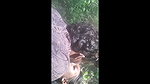 Girlfriend fuck hard with bf  moan in jungle