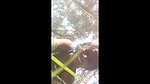 Girlfriend fuck hard with bf  moan in jungle