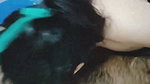 Horny desi Indian couple homemade sex video   Hard fucking video