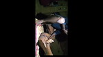 Village girl fuck with lover