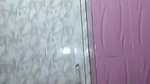 Huge boobs bhabhi taking bath