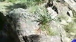 Couple caught  run away