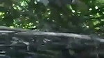 bhabhi Blowjob his lover