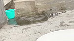 Desi sexy bhabi pee