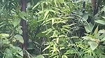 junglr mein bahbhi ke sath chudai