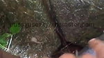 Sri lankan girl pissing chu danawa