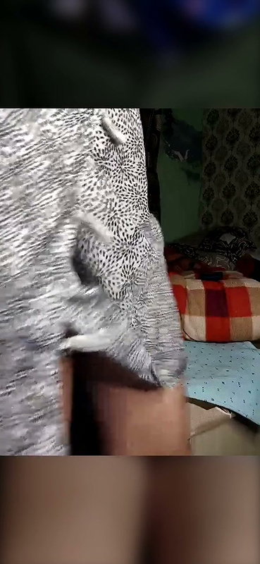 love kaur ass show