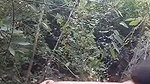 Assam aunty fuck Outdoor by lover