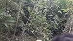 Assam aunty fuck Outdoor by lover