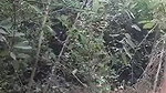 Assam aunty fuck Outdoor by lover