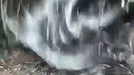 Desi girl giving Blowjob