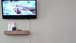 Sexy girl Blowjob her partner in hotel room