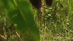 Wife Blowjob fuck in field