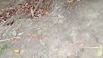 In jungle old man aunty caught by local people