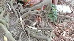 In jungle old man aunty caught by local people
