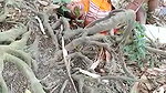 In jungle old man aunty caught by local people