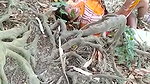 In jungle old man aunty caught by local people