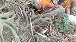 In jungle old man aunty caught by local people