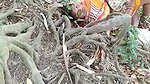 In jungle old man aunty caught by local people