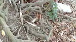 In jungle old man aunty caught by local people