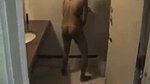 Viral Pakistani Couple Fucking