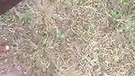 Bhabhi fuck with devar Outdoor