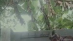 Bangladeshi village bhabhi showing big round boobs