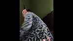 Busty Lahore milf fucked by neighbour
