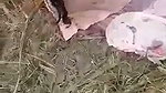 Desi bhabhi was caught by local people