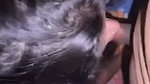 Threesome Fucking hard