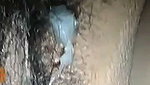 Hot bhabhi enjoying sex with parents on live
