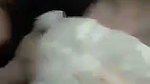 Boyfriend pressing gf boob show