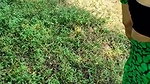 Landlord fuck neighbour bhabhi in jungle