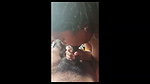 Bengali Girlfriend Blowjob her hairly bf