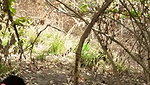 Aunty fuck with neighbour uncle in middle of jungle