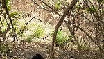 Aunty fuck with neighbour uncle in middle of jungle