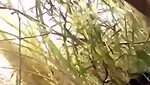 Bhabhi fuck hard with devar Outdoor