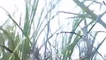 Bhabhi fuck hard with devar Outdoor